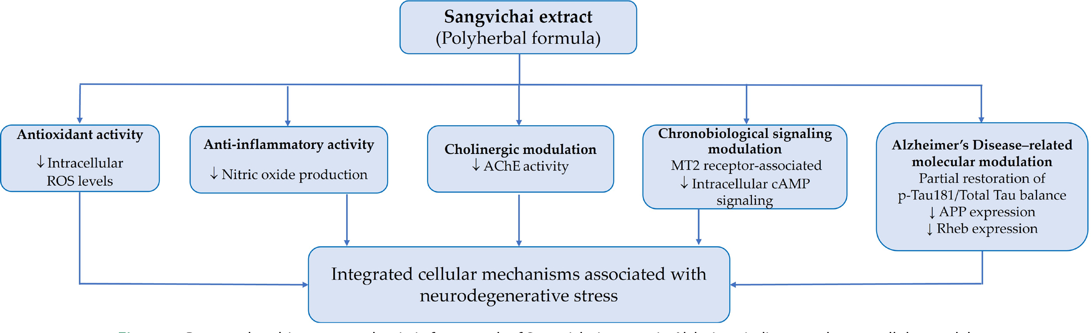 Proposed multi-target mechanistic framework of Sangvichai extract in Alzheimer’s disease-relevant cellular models.