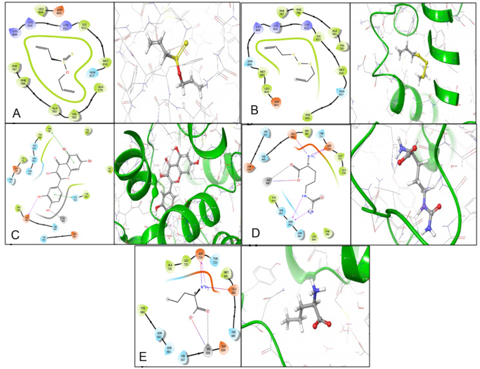 (A-E) Two-dimensional interaction profiles (left) and three-dimensional docking conformations (right) of (A) Allicin, (B) Diallyl trisulfide, (C) Quercetin, (D) Citrulline, and (E) Norvaline within the PDE-5 active site, illustrating key binding residues and interaction patterns.