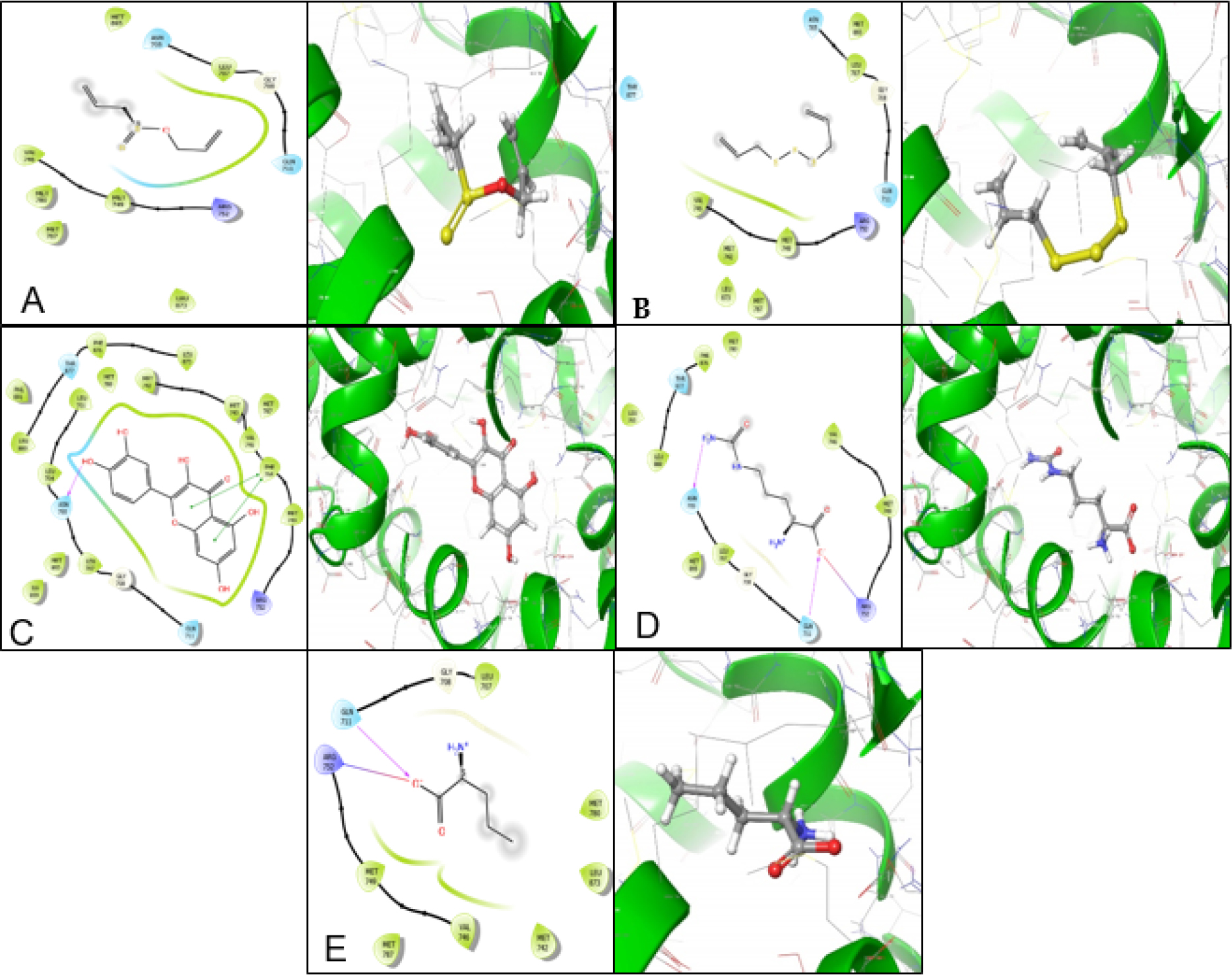 (A-E) Two-dimensional interaction profiles (left) and three-dimensional docking poses (right) of (A) Allicin, (B) Diallyl trisulfide, (C) Quercetin, (D) Citrulline, and (E) Norvaline docked within the Androgen Receptor (AR) ligand-binding site, illustrating key binding residues and interaction patterns.