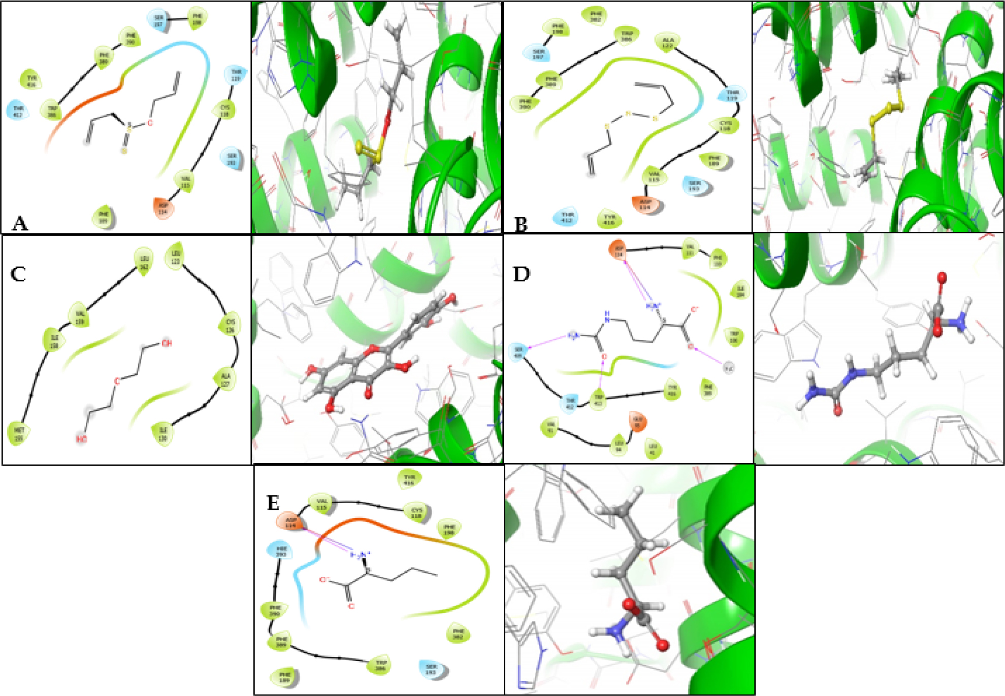 (A-E) Two-dimensional interaction profiles (left) and three-dimensional docking conformations (right) of (A) Allicin, (B) Diallyl trisulfide, (C) Quercetin, (D) Citrulline, and (E) Norvaline docked with the binding site of dopamine D2 Receptor (D2R), illustrating key interactions.