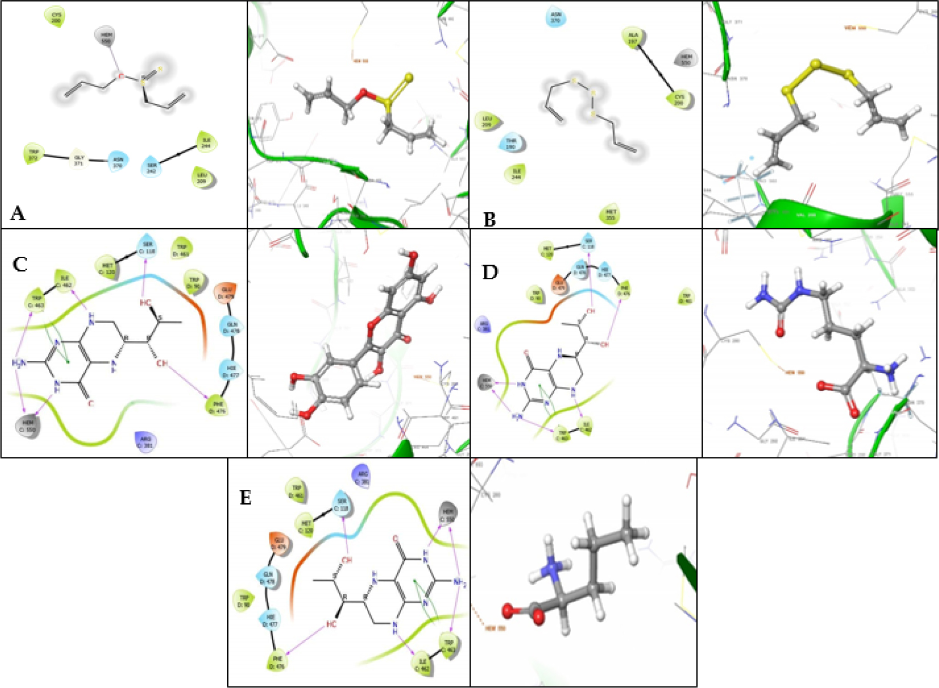(A-E) Two-dimensional interaction profiles (left) and three-dimensional docking conformations (right) of (A) Allicin, (B) Diallyl trisulfide, (C) Quercetin, (D) Citrulline, and (E) Norvaline docked within the catalytic active site of inducible nitric oxide synthase (iNOS), illustrating key interactions.