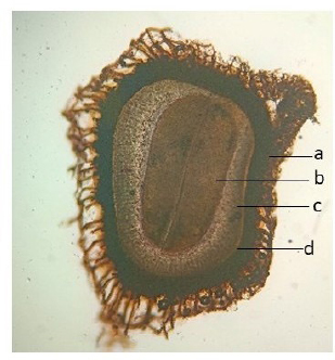 T. S. of P. harmala a. seed testa b. embryo c. endosperm d. seed rib.