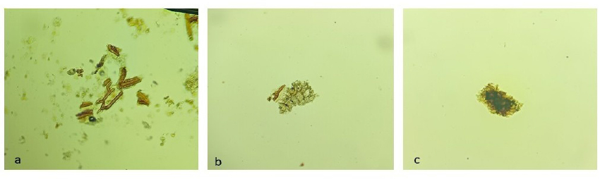 Powder microscopy of the seed of P. harmala. a. fibrous sclerenchyma, b. parenchyma cells, c. testa.