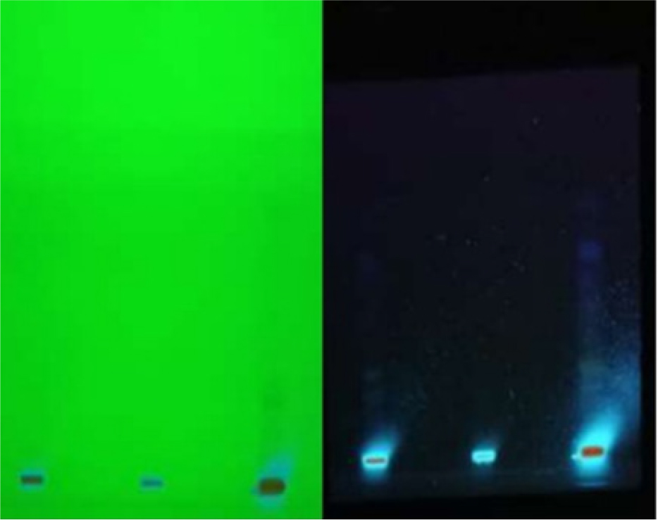 Visualization of the HPTLC Plate at (A) 254 nm and (B) 366 nm.