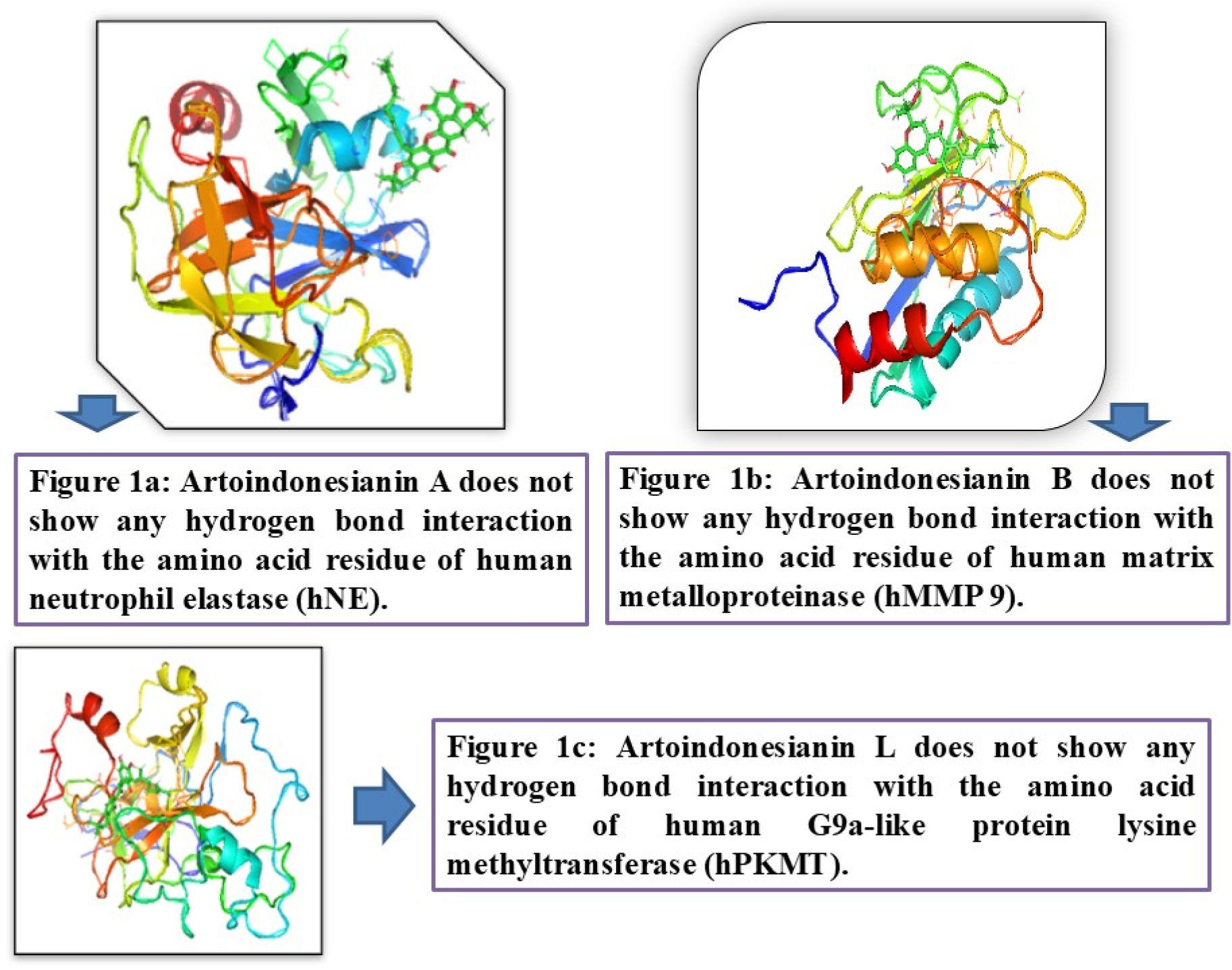 A: Artoindonesianin A does not show any hydrogen bond interaction with the amino acid residue of human neutrophil elastase (hNE). B: Artoindonesianin A does not show any hydrogen bond interaction with the amino acid residue of human matrix metalloproteinase (hMMP 9). C: Artoindonesianin L does not show any hydrogen bond interaction with the amino acid residue of human G9a-like protein lysine Methyltransferase (hPKMT).