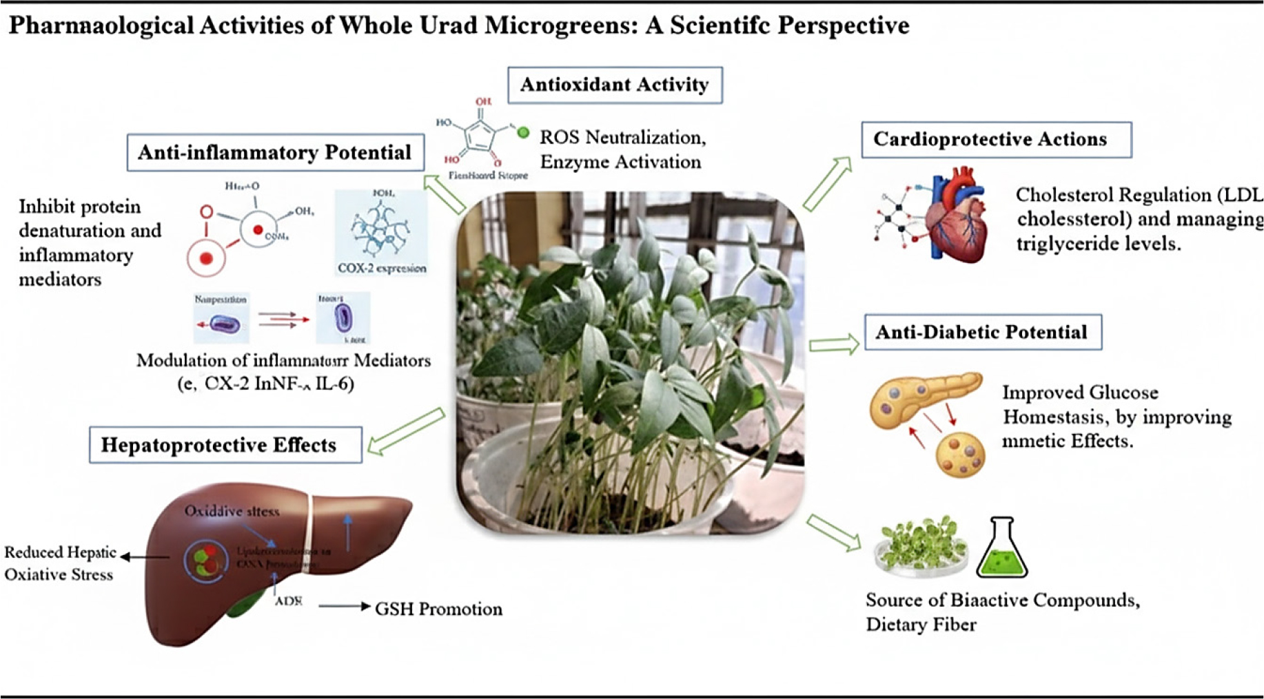 Common Pharmacological activities of Uradwhole Microgreen.