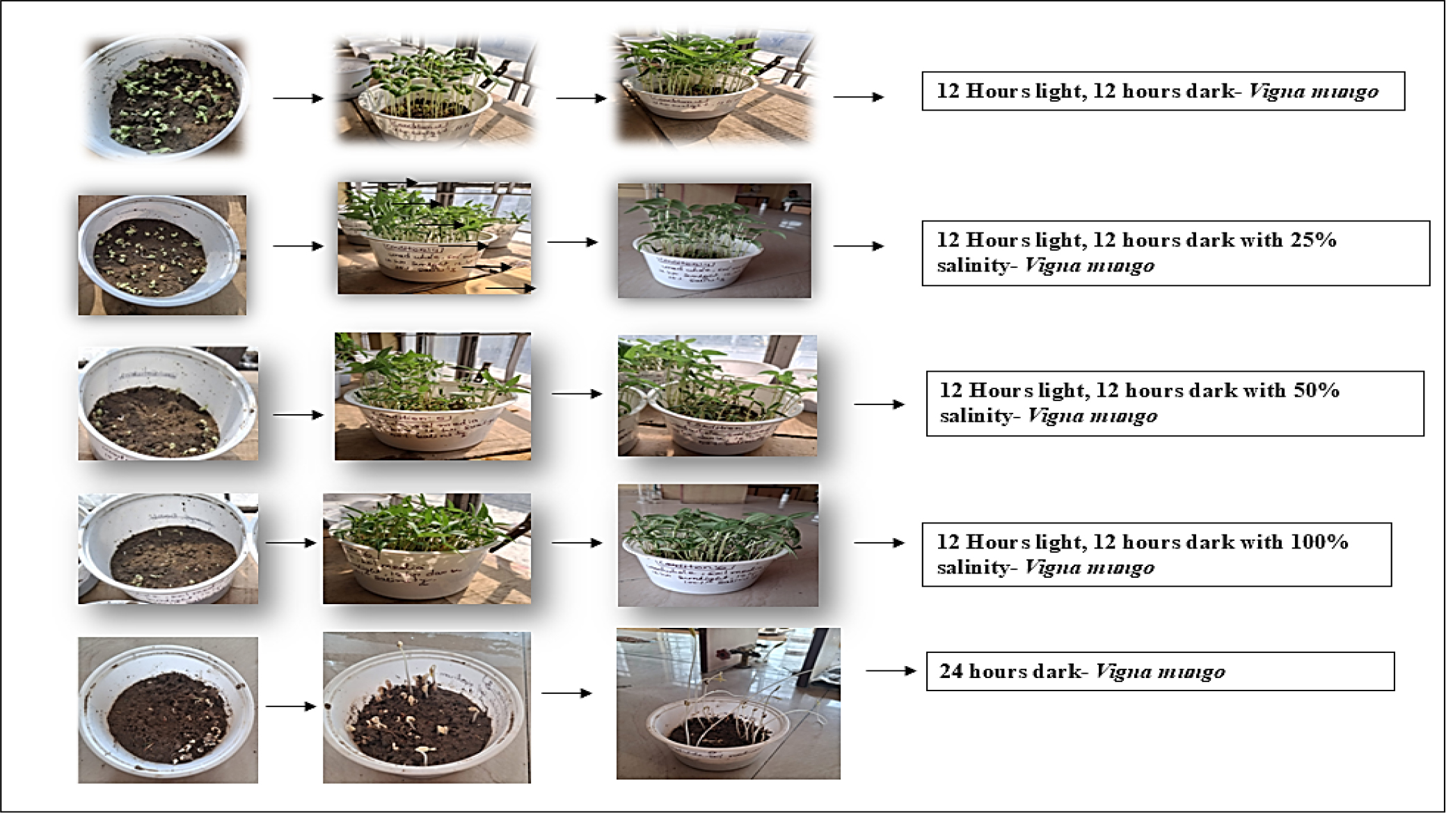 Germination details Uradwhole Microgreen.