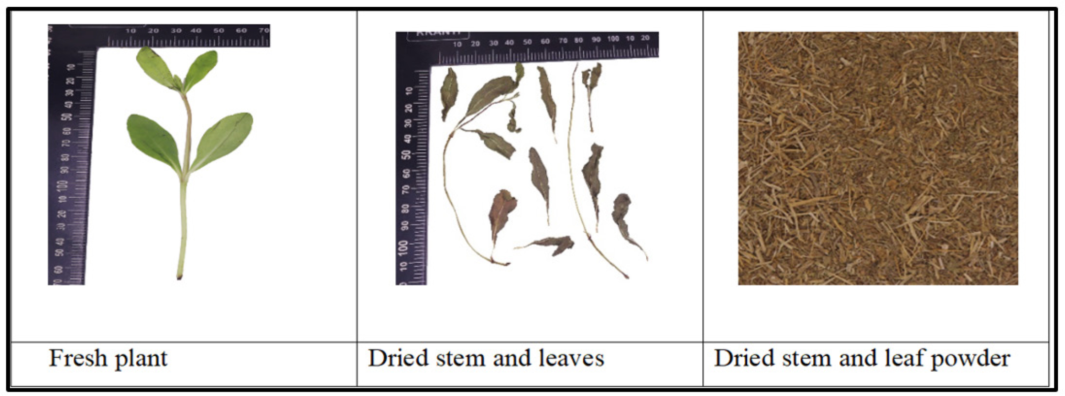 Macroscopic stages of plant.
