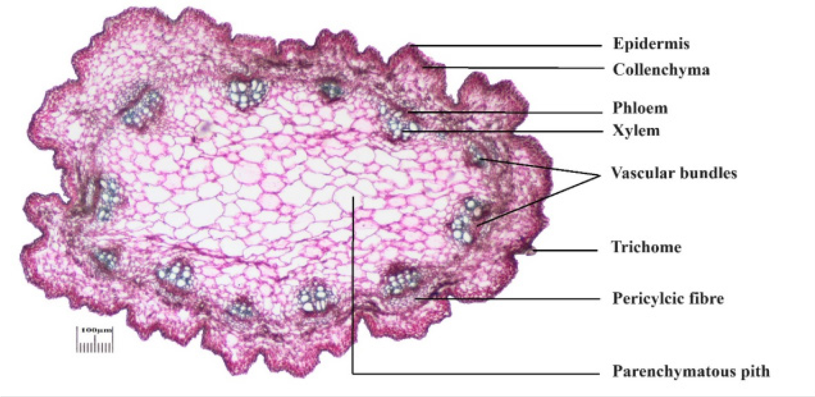 Detailed TS of Wedelia chinensis stem.