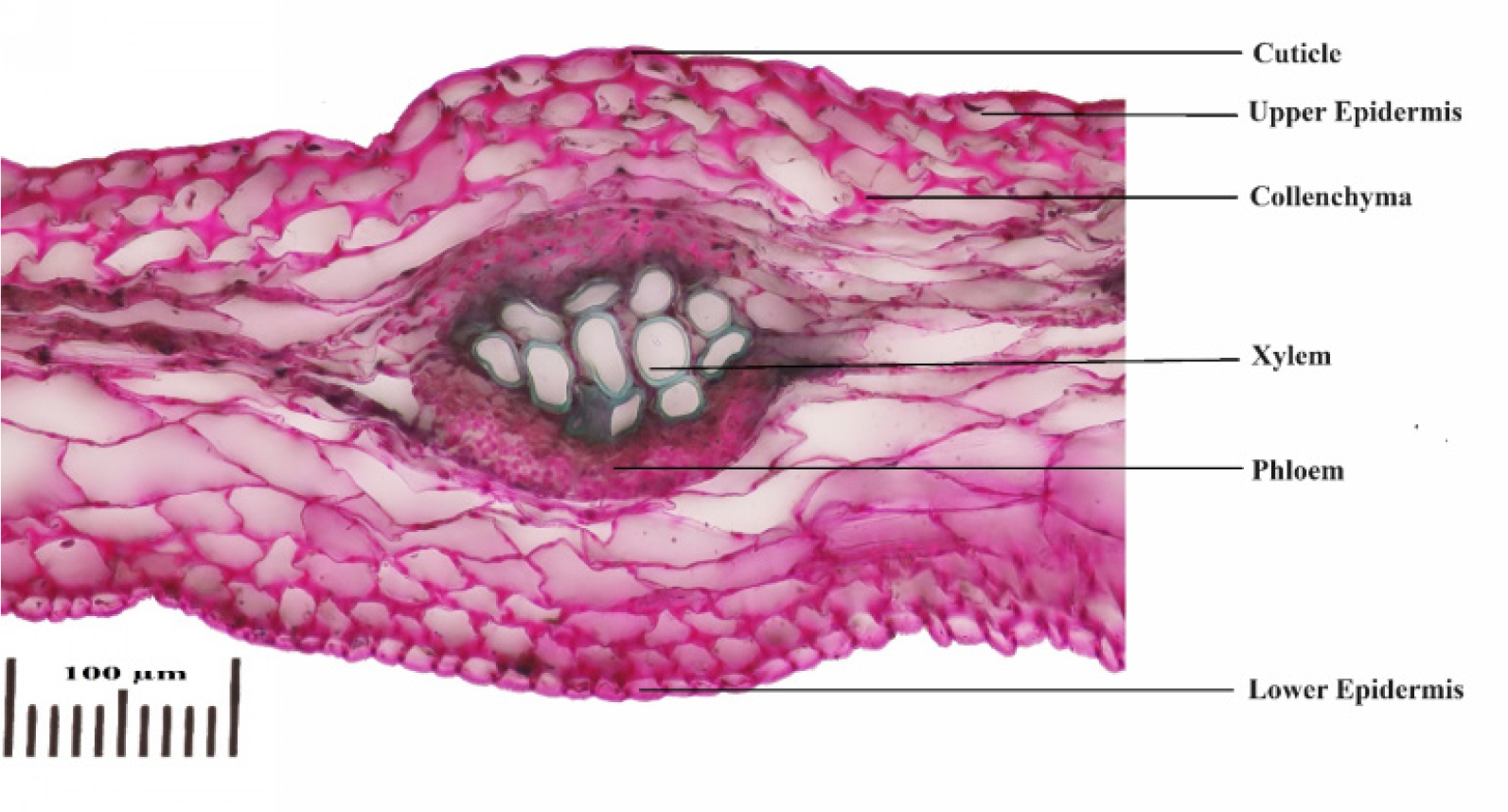 Detailed TS of midrib.