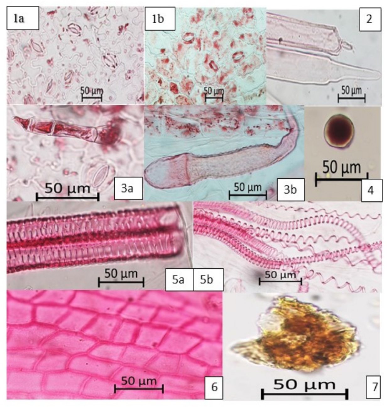 1a-1b: Epidermal fragments showing anomocytic and anisocytic stomata. 2: Thin-walled, pitted fibre with blunt and sharp ends. 3b: Multicellular covering warty trichome. 3a: Multicellular glandular trichome. 4: Simple, round to oval starch grain with central hilum. 5a-5b: Xylem vessels showing scalariform pitting and spiral thickening. 6: Polygonal epidermal cells of stem in surface view. 7: Brownish ergastic contents.