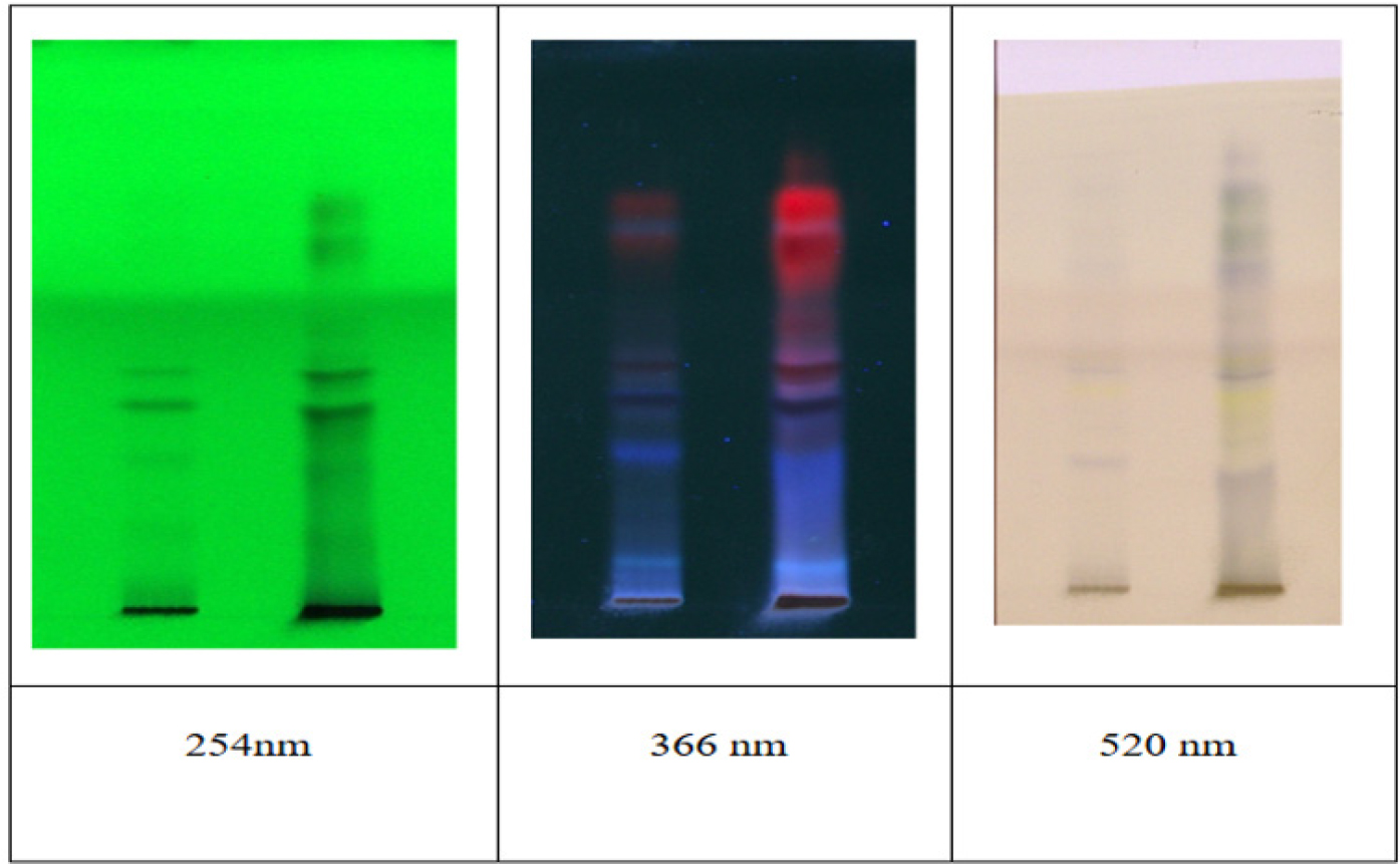 HPTLC fingerprint of Wedelia chinensis extract.
