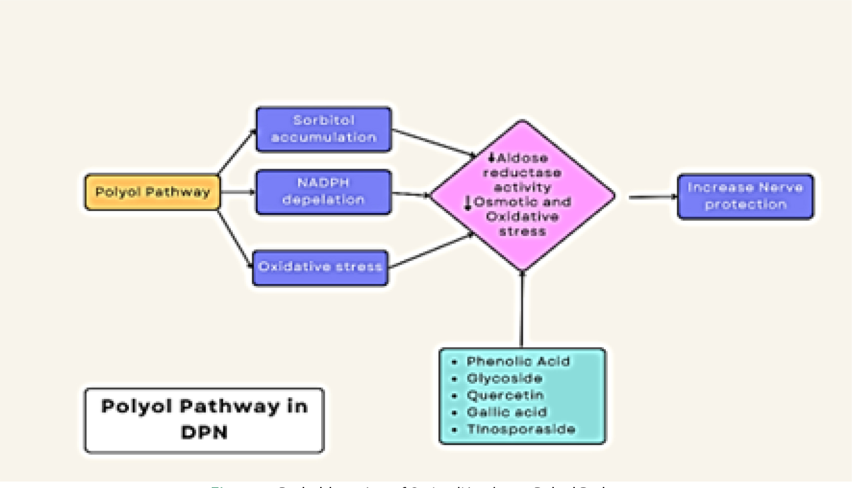 Probable action of Sarivadi Lauha on Polyol Pathway.