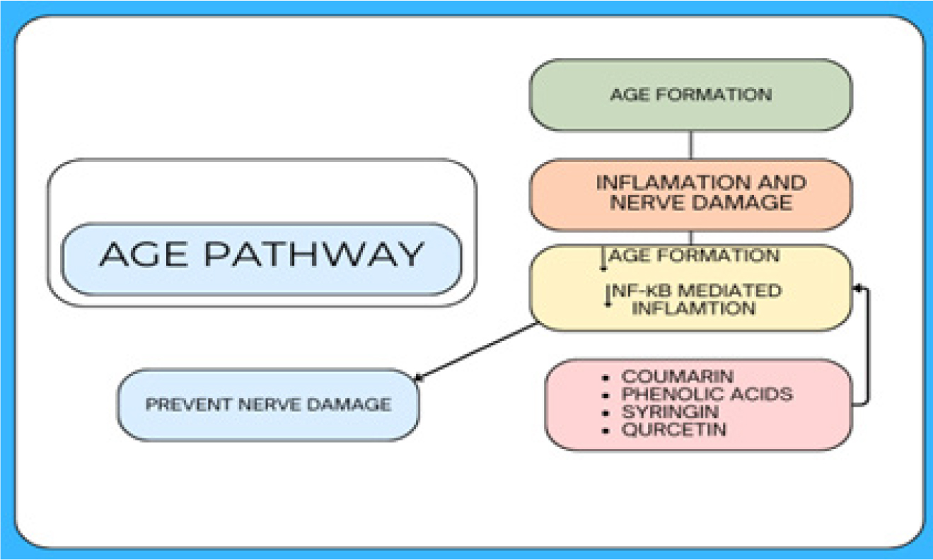 Probable action of Sarivadi Lauha on AGE Pathway.