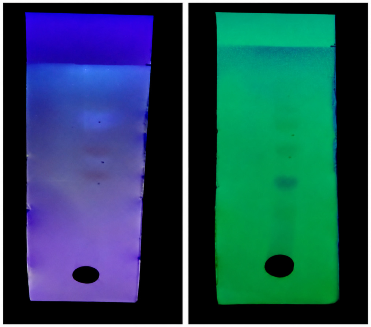 TLC analysis of aqueous extract of root of Syzygium samarangense.