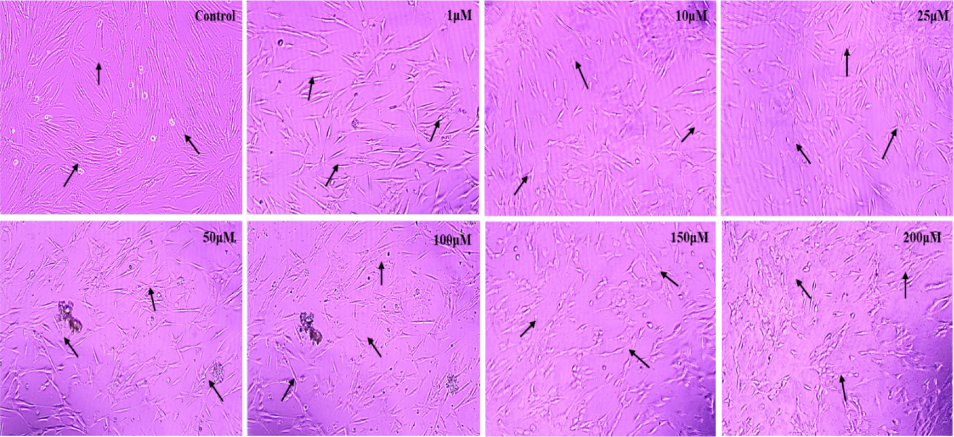 Theaflavin (1-200 μM) maintained high cell viability in PDL fibroblasts after 24 hr, confirming its cytocompatibility across the tested concentrations.