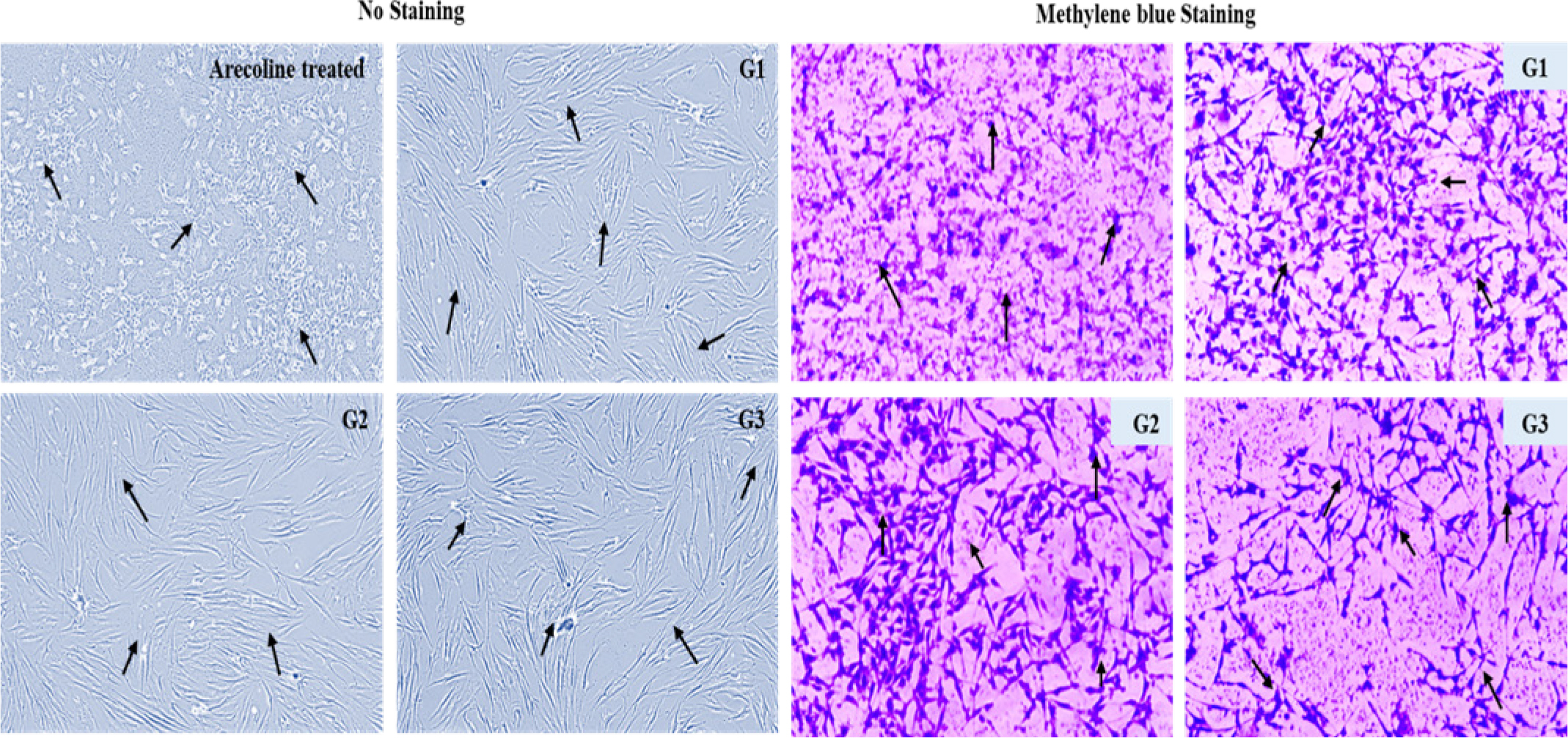 MTT assay showing that TF-treated groups (G1: 1 μM, G2: 5 μM, G3: 10 μM) maintained higher viability compared to arecoline-treated control.
