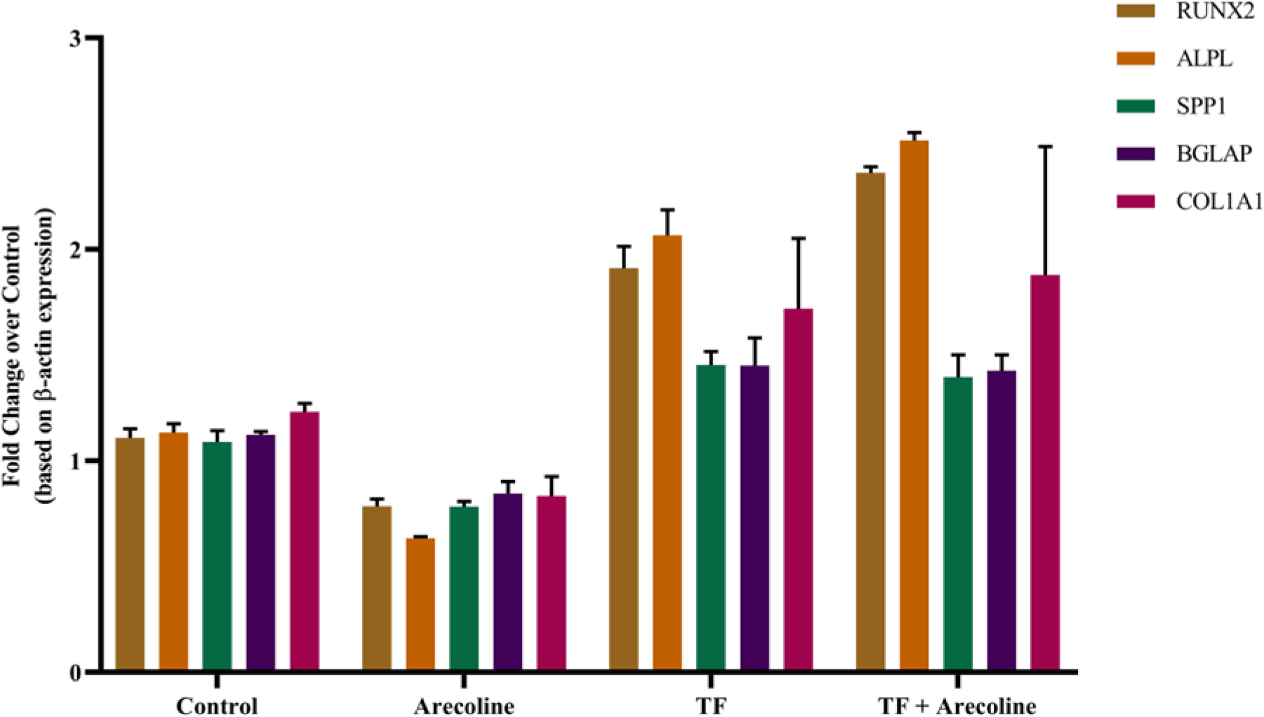Quantitative real-time PCR analysis showing that TF reverses arecoline induced suppression and enhances osteogenic gene expression in PDL fibroblasts, indicating its potential role in promoting periodontal regeneration.