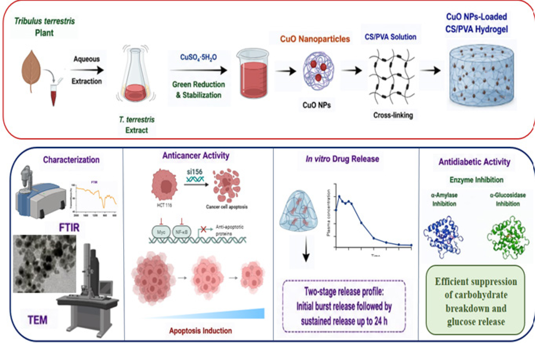 The green synthesis of Tribulus terrestris-mediated CuO nanoparticle-loaded CS/PVA hydrogels and their characterization, controlled drug release, anticancer efficacy against A549 cells, and antidiabetic enzyme inhibitory activities.
