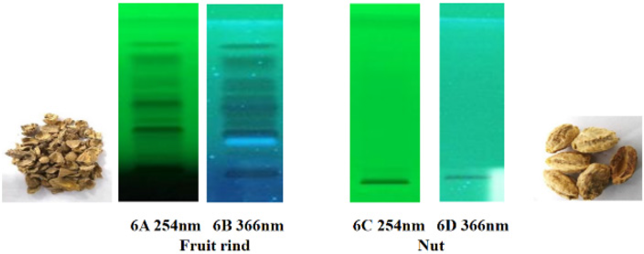 TLC pattern of fruit rind and nut at 254 nm and 366 nm.
