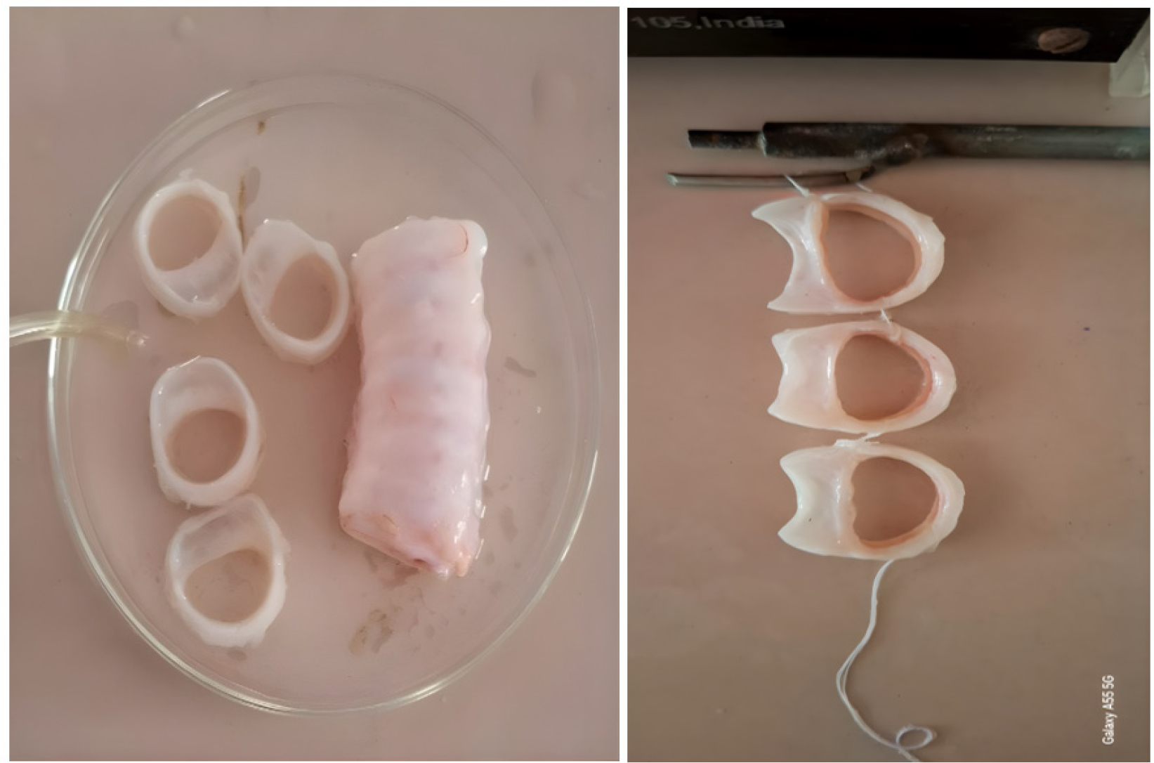 Goat tracheal chain preparation.